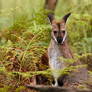 Red-necked Wallaby (Macropus rufogriseus)