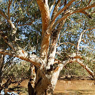 River Red Gum(Eucalyptus Camaldulensis) 