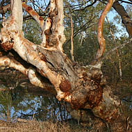 River Red Gum (Eucalyptus Camaldulensis)