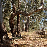 River Red Gum Forest