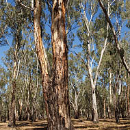 River Red Gum Forest