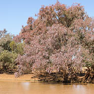 River Red Gums (Eucalyptus Camaldulensis) 