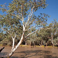 River Red Gums (Eucalyptus Camaldulensis) 