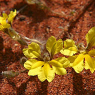 Serrated Goodenia (Goodenia cycloptera)