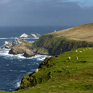 Sheep grazing on the cliffs