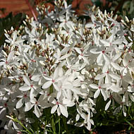 Snow Flower, Macgregoria racemigera