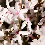 Snow Flowers (Macgregoria racemigera) 
