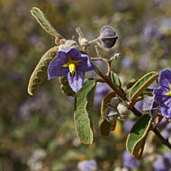Thargominda Nightshade (Solanum sturtianum)