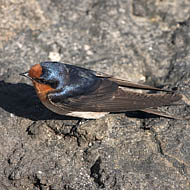 Welcome Swallow (Hirundo Neoxena)
