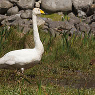 Whooper Swan (Cygnus cygnus)