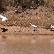 Yellow-billed and Royal Spoonbills