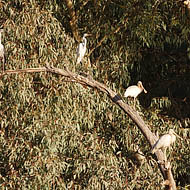Yellow-billed Spoonbills, Pacific Heron and Egret
